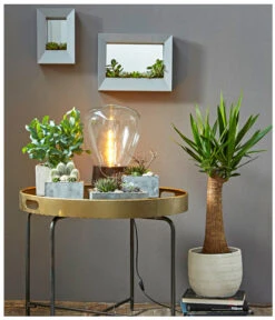 Goldtüpfelfarn - Phlebodium Aureum 'Blue Star' -Elho Aussenbereich Geschaft 8235236 PR MO 001 SukkulentenBild2 8253551 3266335 2149649