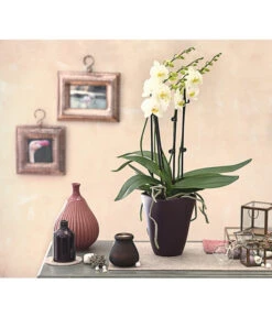 Schmetterlingsorchidee - Phalaenopsis Cultivars 'Multiflora' -Elho Aussenbereich Geschaft 8236242 PR MO 001 Phalaenopsis5 6TrieberDehnerExpressHerzig