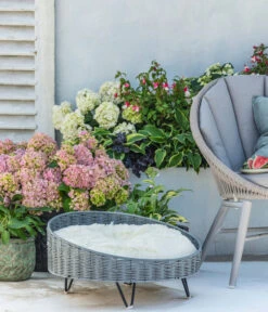 Fuchsie, Stehend, Verschiedene Farben -Elho Aussenbereich Geschaft 8236713 WE MO 001 Hortensie