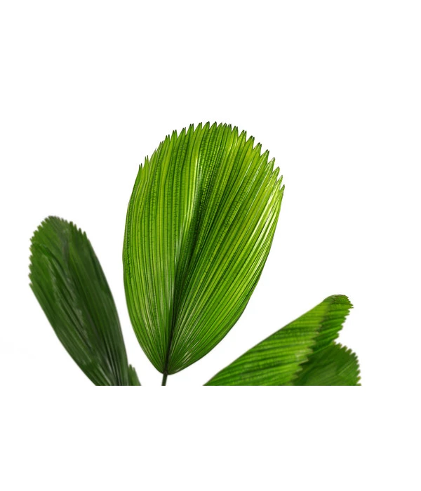 Strahlenpalme - Licuala Grandis 4 Strahlenpalme - Licuala Grandis – Bild 2