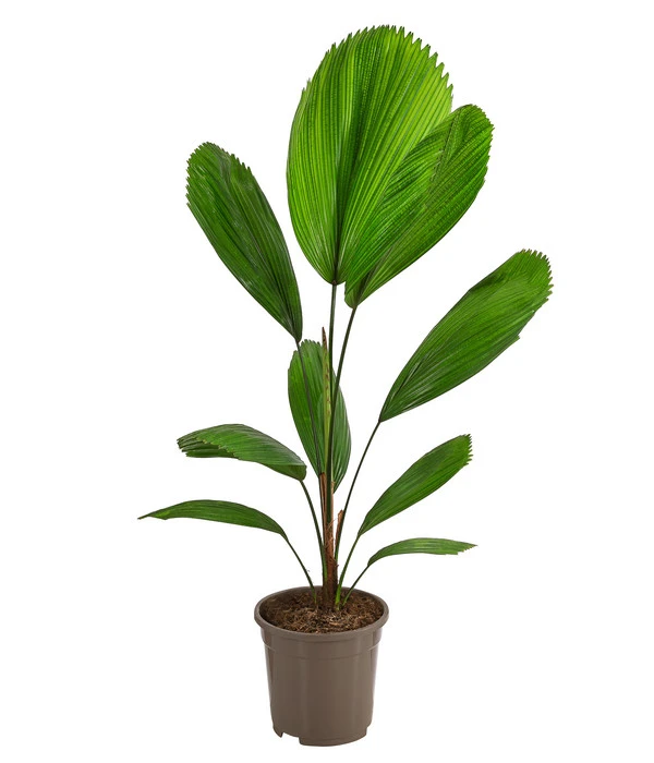 Strahlenpalme - Licuala Grandis 3 Strahlenpalme - Licuala Grandis