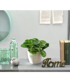 Peperomie - Peperomia Obtusifolia 'Lime' 7 Peperomie - Peperomia Obtusifolia 'Lime' -Elho Aussenbereich Geschaft 8243057 PR MO 001 PeperomiaOptusifoliaDehnerExpressHerzig