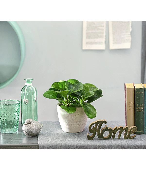 Peperomie - Peperomia Obtusifolia 'Lime' 5 Peperomie - Peperomia Obtusifolia 'Lime' – Bild 3