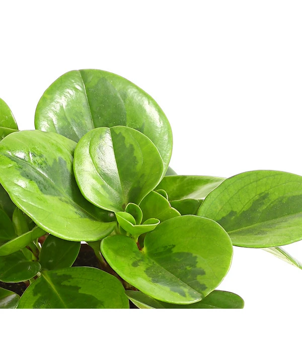 Peperomie - Peperomia Obtusifolia 'Lime' 4 Peperomie - Peperomia Obtusifolia 'Lime' – Bild 2