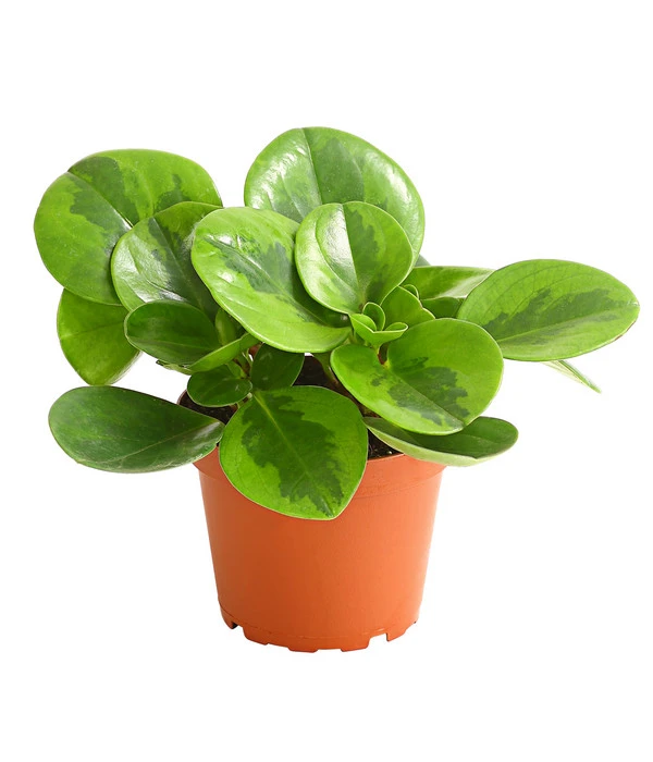 Peperomie - Peperomia Obtusifolia 'Lime' 3 Peperomie - Peperomia Obtusifolia 'Lime'