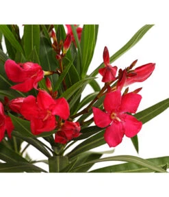 Oleander, Busch 9 Oleander, Busch -Elho Aussenbereich Geschaft 8249302 WE DE 001 OleanderBuschT17RotDehnerExpressHerzig