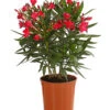 Oleander, Busch -Elho Aussenbereich Geschaft 8249302 WE FS 001 OleanderBuschT17RotDehnerExpressHerzig