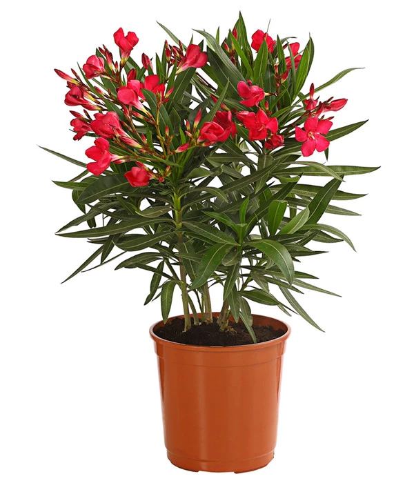 Oleander, Busch 3 Oleander, Busch