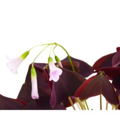 Dreieckiger Glücksklee - Oxalis Triangularis -Elho Aussenbereich Geschaft 8249385 PR DE 001 OxalisTringularisDehnerExpressHerzig
