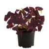 Dreieckiger Glücksklee - Oxalis Triangularis -Elho Aussenbereich Geschaft 8249385 PR FS 001 OxalisTringularisDehnerExpressHerzig