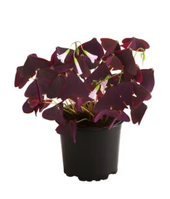 Dreieckiger Glücksklee - Oxalis Triangularis