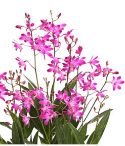Duft-Traubenorchidee - Dendrobium Kingianum 'Berry' 7 Duft-Traubenorchidee - Dendrobium Kingianum 'Berry' -Elho Aussenbereich Geschaft 8250714 WE DE 001 DendrobiumBerryDuftOWT12DehnerExpressHerzig