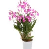 Duft-Traubenorchidee - Dendrobium Kingianum 'Berry' -Elho Aussenbereich Geschaft 8250714 WE FS 001 DendrobiumBerryDuftT12OWDehnerExpressHerzig
