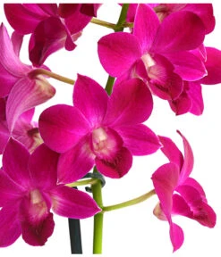 Dendrobium - Dendrobium Cultivaris, Verschiedene Sorten -Elho Aussenbereich Geschaft 8250771 WE DE 001 DendrobiumSonderfarbenT12DehnerExpressHerzig