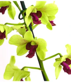 Dendrobium - Dendrobium Cultivaris, Verschiedene Sorten -Elho Aussenbereich Geschaft 8250771 WE DE 003 DendrobiumSonderfarbenT12DehnerExpressHerzig