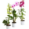 Dendrobium - Dendrobium Cultivaris, Verschiedene Sorten -Elho Aussenbereich Geschaft 8250771 WE FS 001 DendrobiumSonderfarbenT12DehnerExpressHerzig