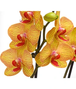 Schmetterlingsorchidee - Phalaenopsis Cultivars, Verschiedene Sorten -Elho Aussenbereich Geschaft 8251530 PR DE 002 SchmetterlingsorchideePhalaenopsis2TrieberT12DehnerHerzig