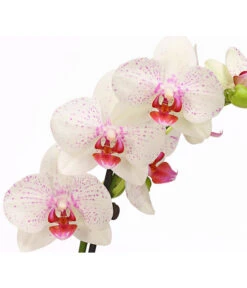 Schmetterlingsorchidee - Phalaenopsis Cultivars, Verschiedene Sorten -Elho Aussenbereich Geschaft 8251530 PR DE 003 SchmetterlingsorchideePhalaenopsis2TrieberT12DehnerHerzig