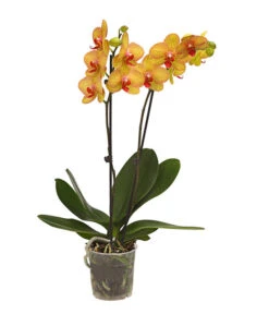 Schmetterlingsorchidee - Phalaenopsis Cultivars, Verschiedene Sorten -Elho Aussenbereich Geschaft 8251530 WE FS 002 SchmetterlingsorchideePhalaenopsis2TrieberT12DehnerExpressHerzig