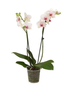 Schmetterlingsorchidee - Phalaenopsis Cultivars, Verschiedene Sorten -Elho Aussenbereich Geschaft 8251530 WE FS 003 SchmetterlingsorchideePhalaenopsis2TrieberT12DehnerExpressHerzig