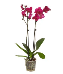 Schmetterlingsorchidee - Phalaenopsis Cultivars, Verschiedene Sorten -Elho Aussenbereich Geschaft 8251530 WE FS 004 SchmetterlingsorchideePhalaenopsis2TrieberT12DehnerExpressHerzig