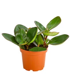 Peperomie - Peperomia Obtusifolia 'Red Margin'