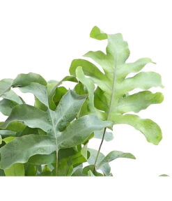 Elho Aussenbereich Geschaft -Elho Aussenbereich Geschaft 8253551 WE DE 001 GoldtueperlfarnPhlebodiumAureumAirT12