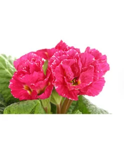 Gefüllte Primel, Verschiedene Sorten -Elho Aussenbereich Geschaft 8261356 PR DE 005 PrimelnPrimulaGefuelltT11DehnerExpressHerzig