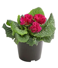 Gefüllte Primel, Verschiedene Sorten -Elho Aussenbereich Geschaft 8261356 PR FS 002 PrimelnPrimulaGefuelltT11DehnerExpressHerzig