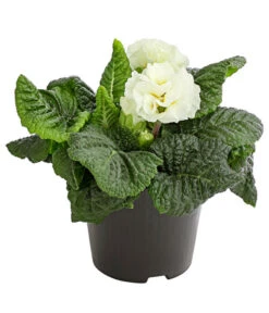 Gefüllte Primel, Verschiedene Sorten -Elho Aussenbereich Geschaft 8261356 PR FS 003 PrimelnPrimulaGefuelltT11DehnerExpressHerzig