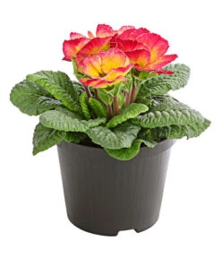 Gefüllte Primel, Verschiedene Sorten -Elho Aussenbereich Geschaft 8261356 PR FS 004 PrimelnPrimulaGefuelltT11DehnerExpressHerzig