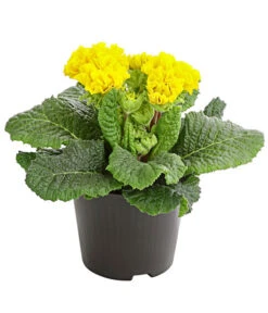 Gefüllte Primel, Verschiedene Sorten -Elho Aussenbereich Geschaft 8261356 PR FS 006 PrimelnPrimulaGefuelltT11DehnerExpressHerzig