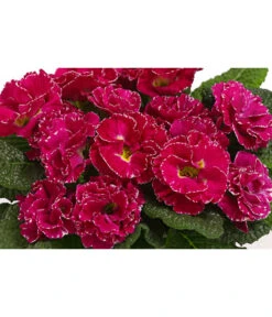 Gefüllte Primel, Verschiedene Sorten -Elho Aussenbereich Geschaft 8261356 WE DE 001 PrimulaGefuelltPrimelT10Herzig