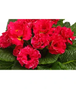 Gefüllte Primel, Verschiedene Sorten -Elho Aussenbereich Geschaft 8261356 WE DE 002 PrimulaGefuelltPrimelT10Herzig