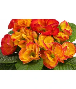 Gefüllte Primel, Verschiedene Sorten -Elho Aussenbereich Geschaft 8261356 WE DE 003 PrimulaGefuelltPrimelT10Herzig