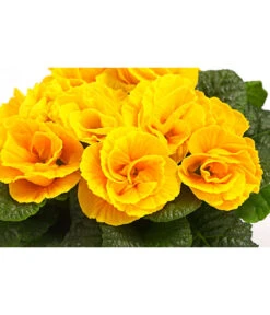 Gefüllte Primel, Verschiedene Sorten -Elho Aussenbereich Geschaft 8261356 WE DE 004 PrimulaGefuelltPrimelT10Herzig