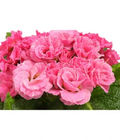 Gefüllte Primel, Verschiedene Sorten -Elho Aussenbereich Geschaft 8261356 WE DE 005 PrimulaGefuelltPrimelT10Herzig