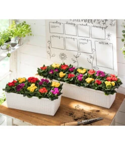 Gefüllte Primel, Verschiedene Sorten -Elho Aussenbereich Geschaft 8261356 WE MO 001 PrimulaVulgarisT10