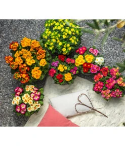 Gefüllte Primel, Verschiedene Sorten -Elho Aussenbereich Geschaft 8261489 WE MO 001 PrimelnPrumulaVulgarisPrimelschaleRotGelbStaengelprimel