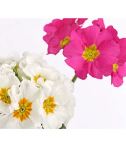 Stängelprimel-Duo, Verschiedene Farben -Elho Aussenbereich Geschaft 8261802 PR DE 002 PrimulaStaengelprimelTwinT12DehnerHerzig