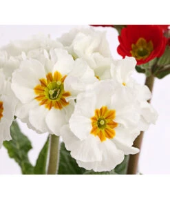 Stängelprimel-Duo, Verschiedene Farben -Elho Aussenbereich Geschaft 8261802 PR DE 004 PrimulaStaengelprimelTwinT12DehnerHerzig