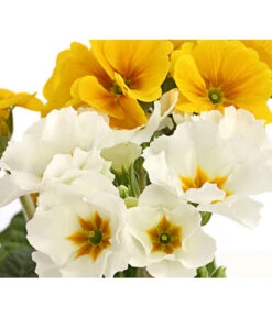 Stängelprimel-Duo, Verschiedene Farben -Elho Aussenbereich Geschaft 8261802 PR DE 005 PrimulaStaengelprimelTwinT12DehnerHerzig