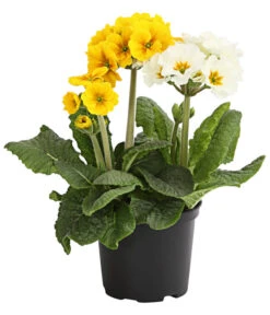 Stängelprimel-Duo, Verschiedene Farben -Elho Aussenbereich Geschaft 8261802 WE FS 001 PrimulaStaengelprimelTwinT12