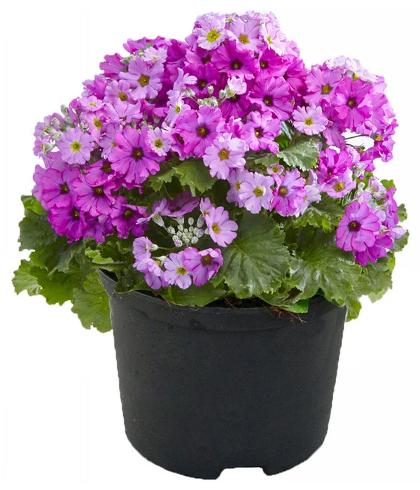 Brautprimel, Verschiedene Sorten 3 Brautprimel, Verschiedene Sorten