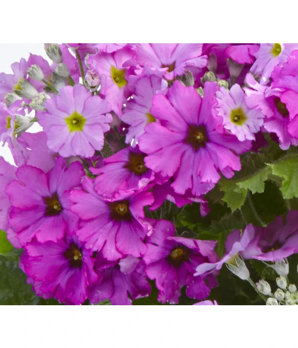 Brautprimel, Verschiedene Sorten 7 Brautprimel, Verschiedene Sorten – Bild 5