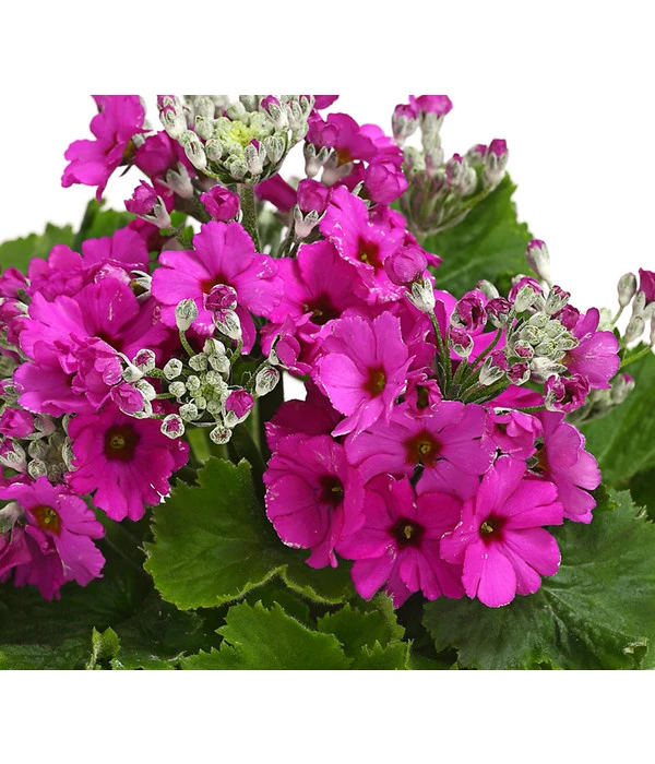 Brautprimel, Verschiedene Sorten 8 Brautprimel, Verschiedene Sorten – Bild 6