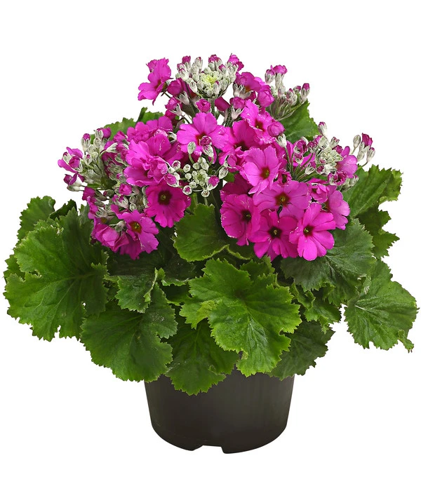 Brautprimel, Verschiedene Sorten 4 Brautprimel, Verschiedene Sorten – Bild 2