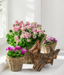 Brautprimel, Verschiedene Sorten 10 Brautprimel, Verschiedene Sorten -Elho Aussenbereich Geschaft 8262065 WE MO 001 PrimulaMalacoidesBrautprimel Content 2021