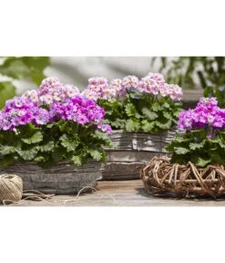 Brautprimel, Verschiedene Sorten 11 Brautprimel, Verschiedene Sorten -Elho Aussenbereich Geschaft 8262065 WE MO 025 dehnerfruehblueherm6a04UveSauer