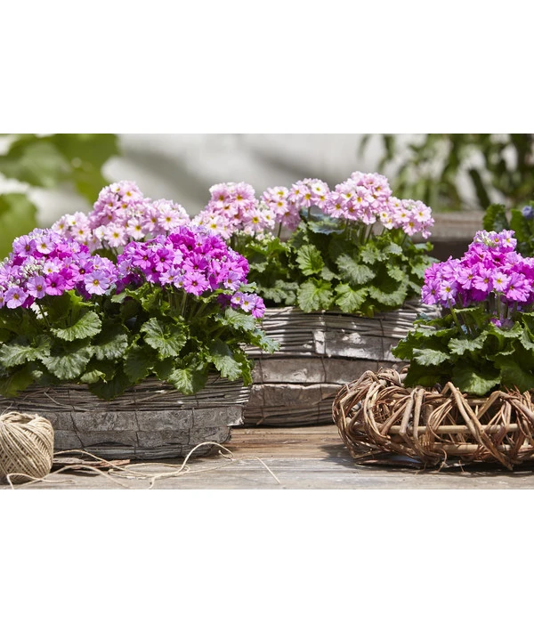 Brautprimel, Verschiedene Sorten 6 Brautprimel, Verschiedene Sorten – Bild 4